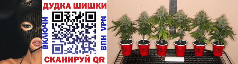 Каннабис планчик  купить наркотик  Дегтярск 